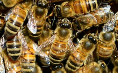 The digital apian laboratory on the roof of our faculty can be followed