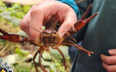University of South Bohemia has a strong presence in global crayfish research