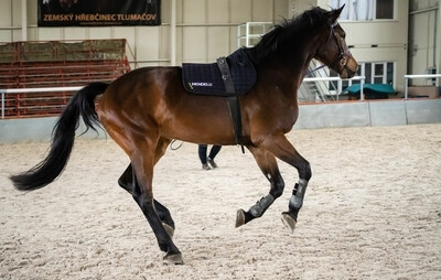 Scientists from MENDELU are trying to reduce the load on sport horses