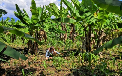Faculty of Tropical AgriSciences