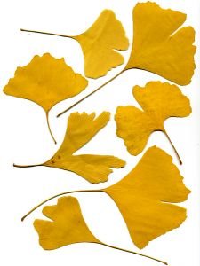 Ginkgo biloba – malý zázrak pro váši paměť!