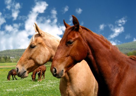 horses