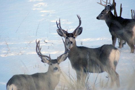 deers