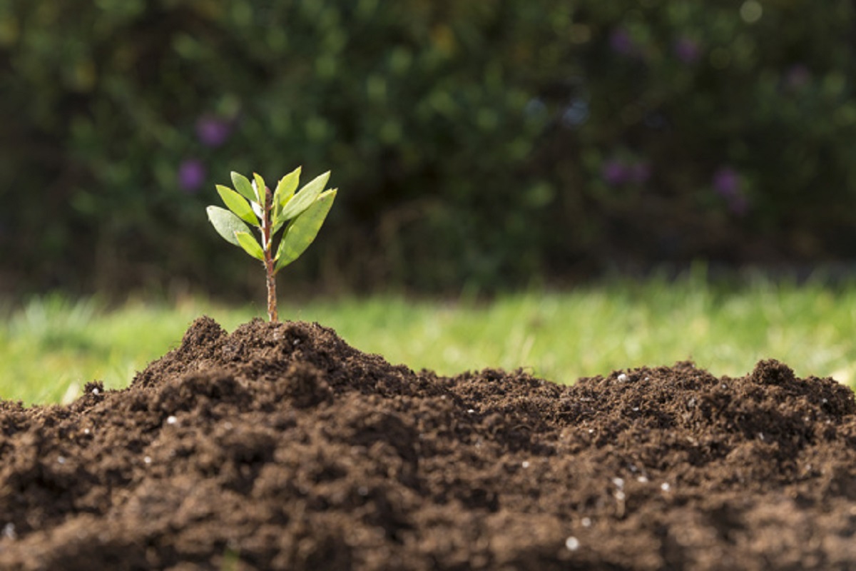 fantastic-scene-with-beautiful-plant_23-2147609770