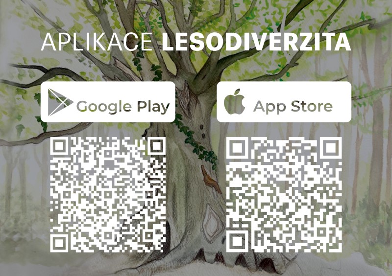 Lesodiverzita_QR
