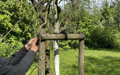 Povýsadbová péče se ukazuje jako zcela zásadní pro přežití stromů ve městech