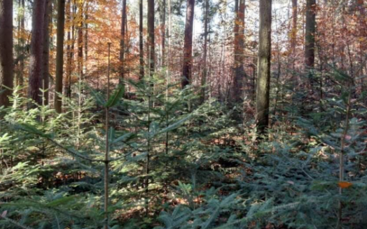 Význam struktury lesních porostů pro odolnost lesa zjišťuje výzkum, na němž se podílí i LDF MENDELU
