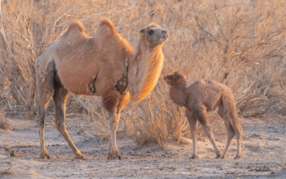 V poušti Gobi se podařilo zachytit výjimečný okamžik: studentka FTZ publikovala pozorování porodu kriticky ohroženého velblouda divokého