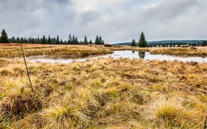 Letní sucha zpomalí růst stromů