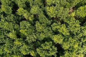 Workshop Adaptační strategie lesů na klimatickou změnu v lesích MENDELU