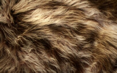 SRST ZVÍŘETE A JEHO ZDRAVÍ