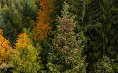 Vánoční Brno ozdobí osmdesátiletá jedle bělokorá z lesů Mendelovy univerzity