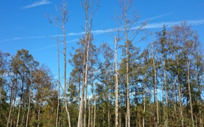 LDF MENDELU je součástí BiodivRestore – nového celoevropského znalostního centra pro obnovu přírody