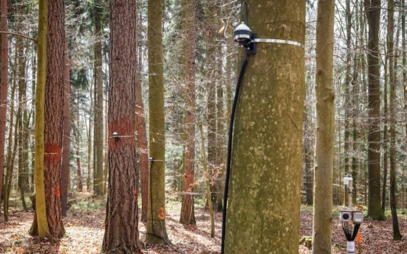 LDF zahájila v lesích MENDELU unikátní sběr dat o fungování lesních ekosystémů