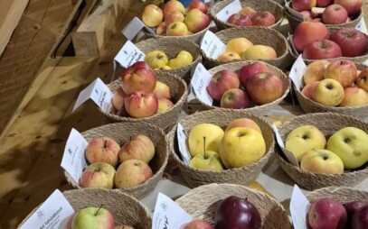 Do zapomenutých ovocných sadů se vrací život