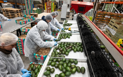Z tropů až na český stůl: absolvent FTZ Vojtěch Havránek o cestě od studia k úspěšnému podnikání s exotickým ovocem