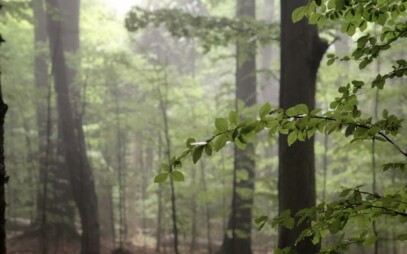 Prezentácia Lesníckej fakulty v Green magazíne