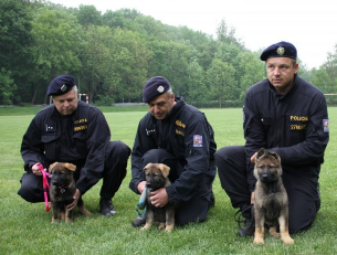 Policajné psy ČR a ochrana verejnosti
