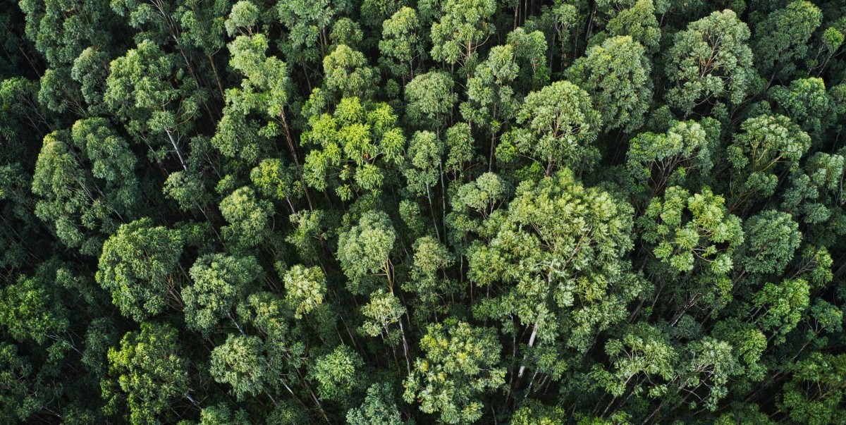 environmentálna výchovu 